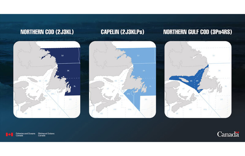An image mapping out the catch areas for Northern cod, capelin, and Northern Gulf cod