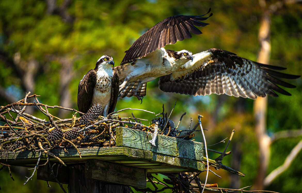 A pair of osprey on a nest in the Chesapeake Bay