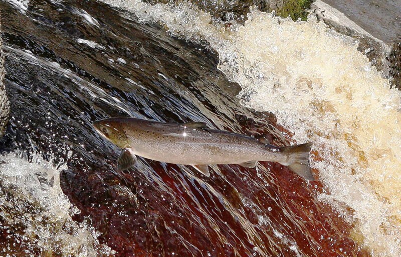 A wild Atlantic salmon