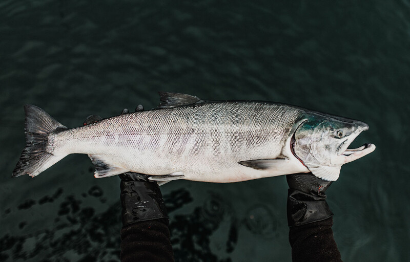 BC salmon