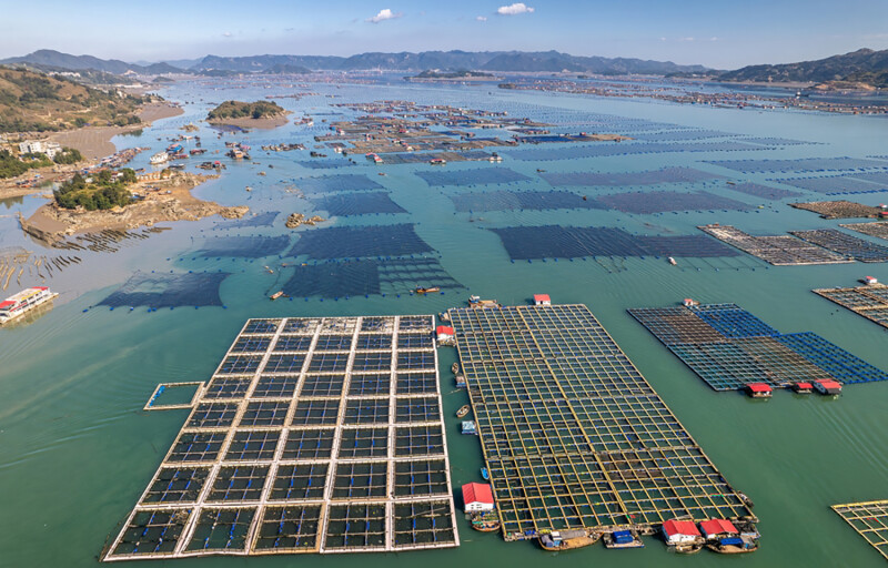 Chinese fish farms