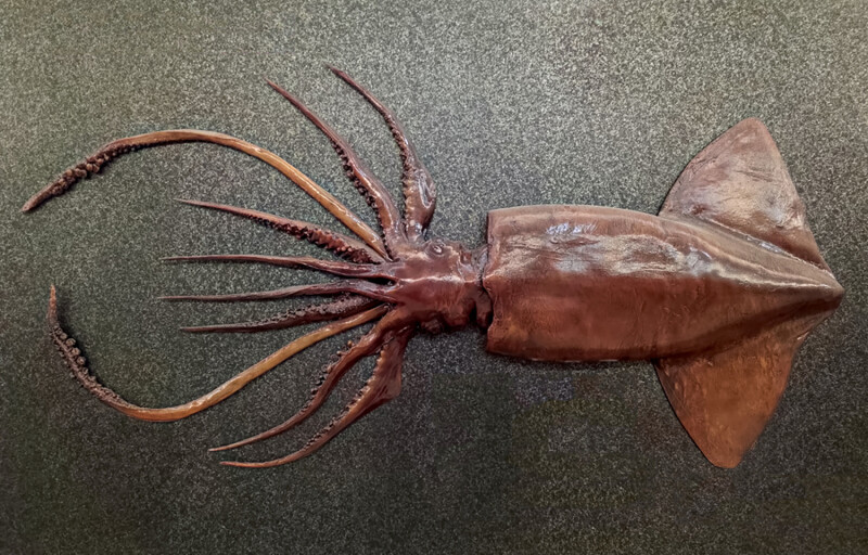 A giant squid