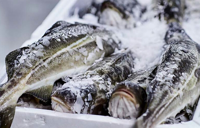 Freshly harvested cod on ice