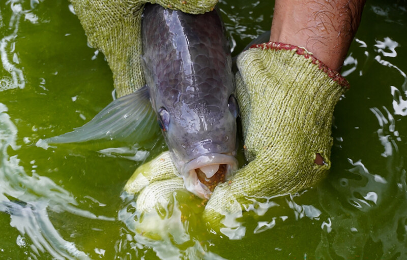 A fish farmer holding open a tilapia's mouth