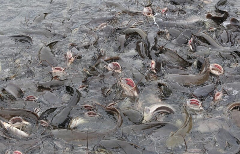 catfish