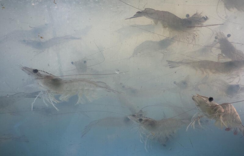shrimp