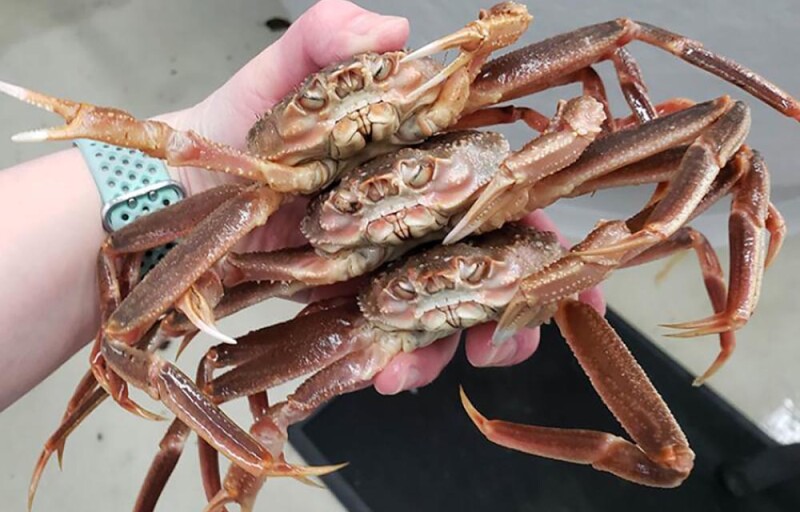 snow crabs