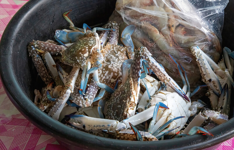 Blue swimming crab