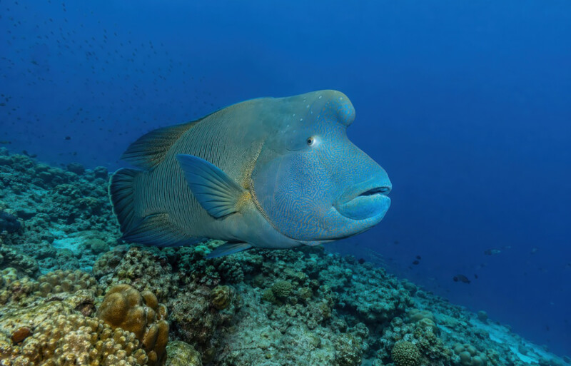 A humphead wrasse
