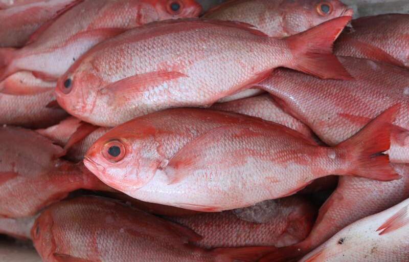 red snapper