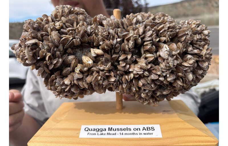 image of invasive quagga mussels spread across a pipe after 14 months