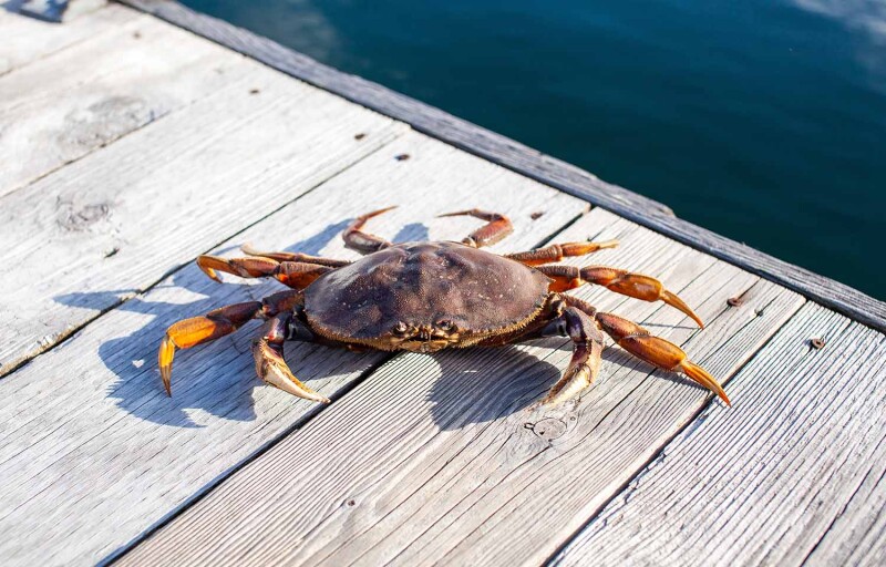 Dungeness crab fishing amendments could come in Oregon