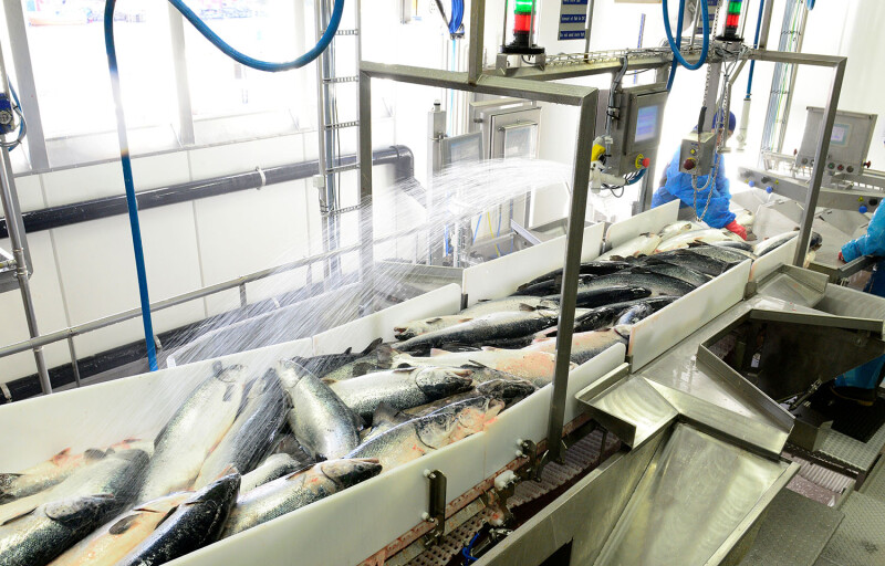 A salmon processing line in Norway