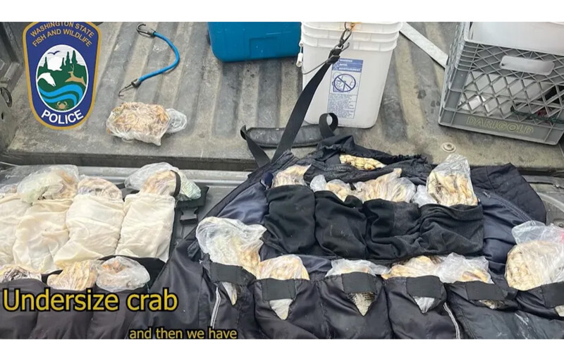 Stolen Dungeness Crabs found in Washington