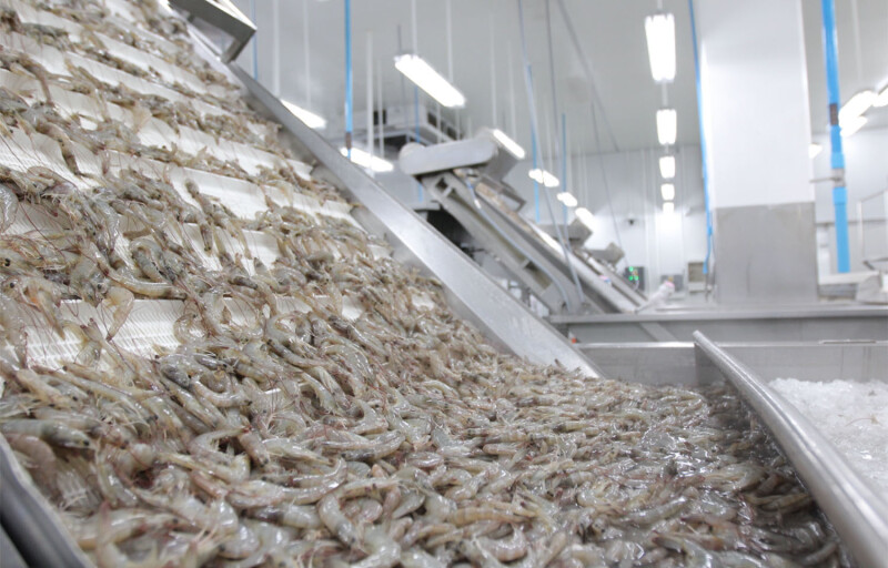 A shrimp processing line in Ecuador