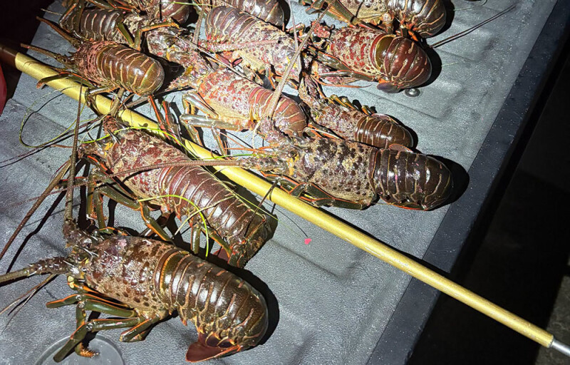 lobsters