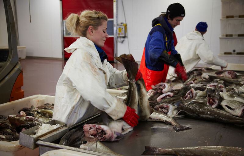 A cod-processing facility in Norway
