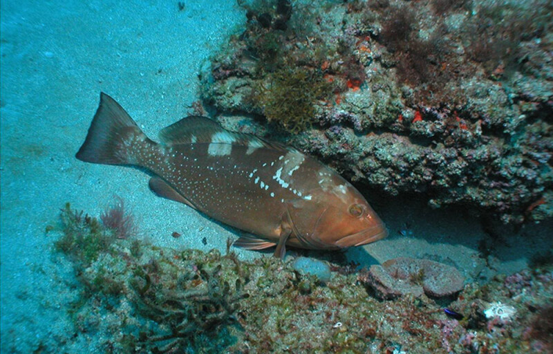 red grouper