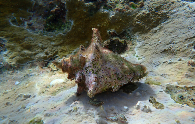 queen conch