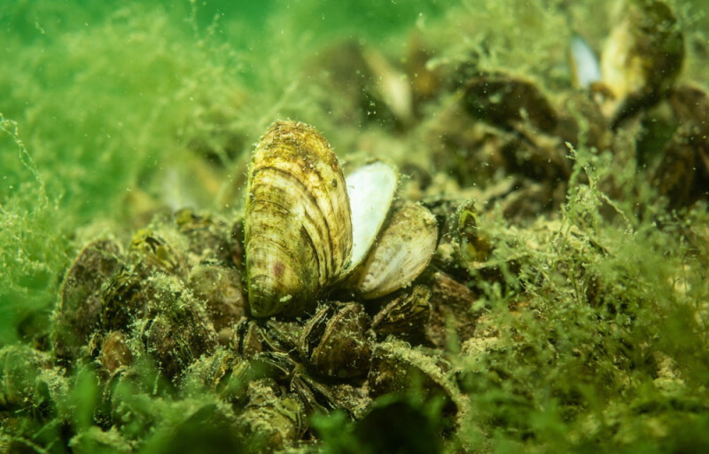 A quagga mussel