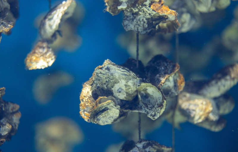 Oysters growing in aquaculture