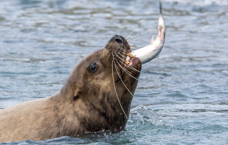 sea lion eating salmon