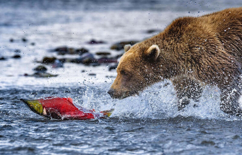 A salmon being chased by a bear in a river