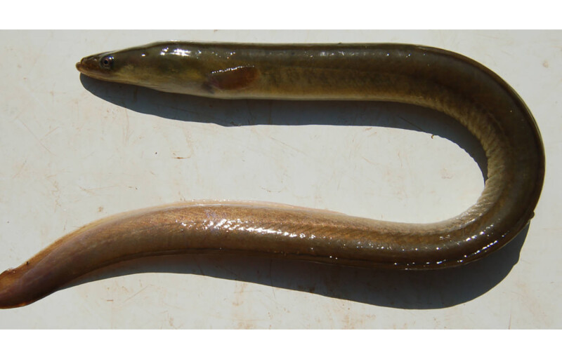 A snake eel