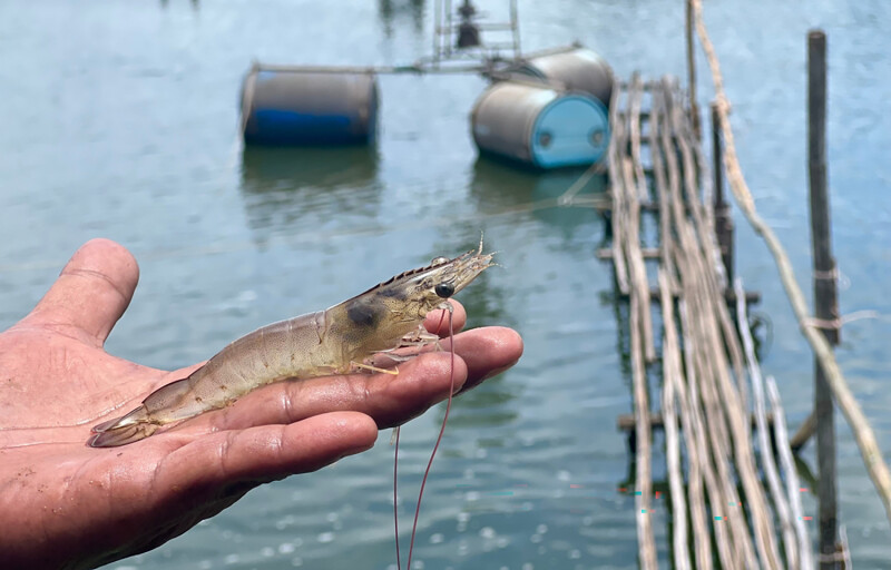 A person holding a whiteleg shrimp