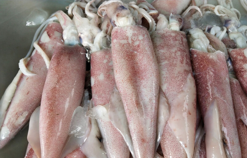 squid