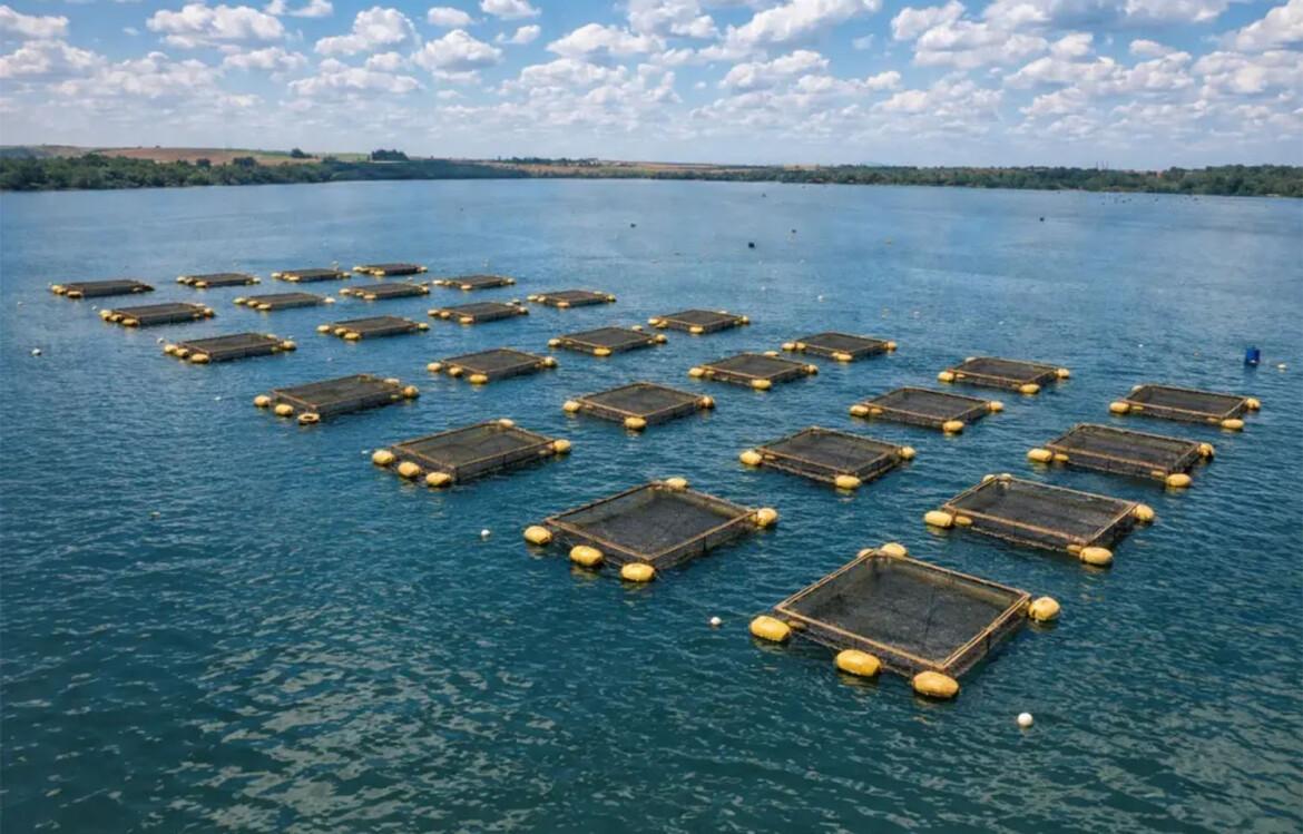 A tilapia farm in Brazil