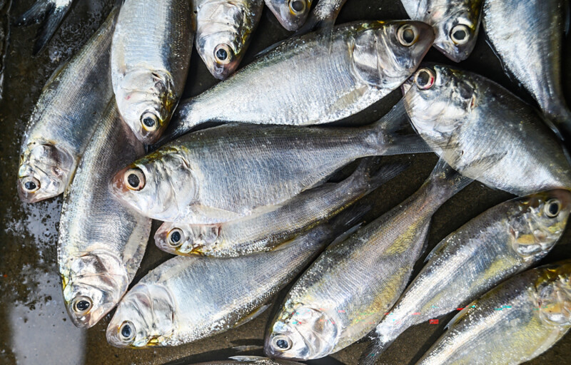 Indian oil sardines