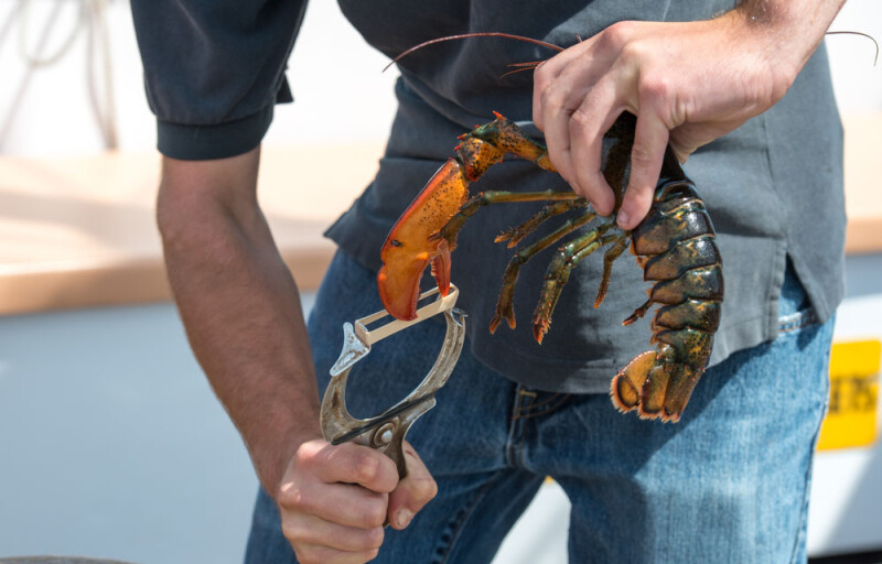 a lobster