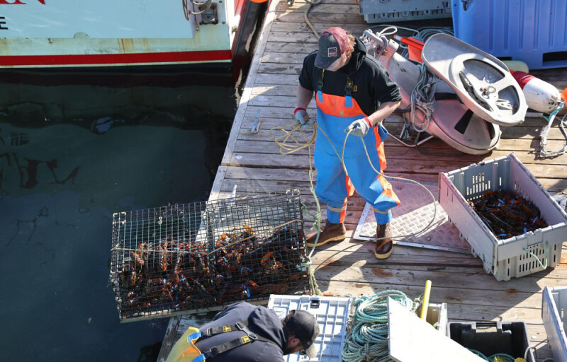 a lobsterman