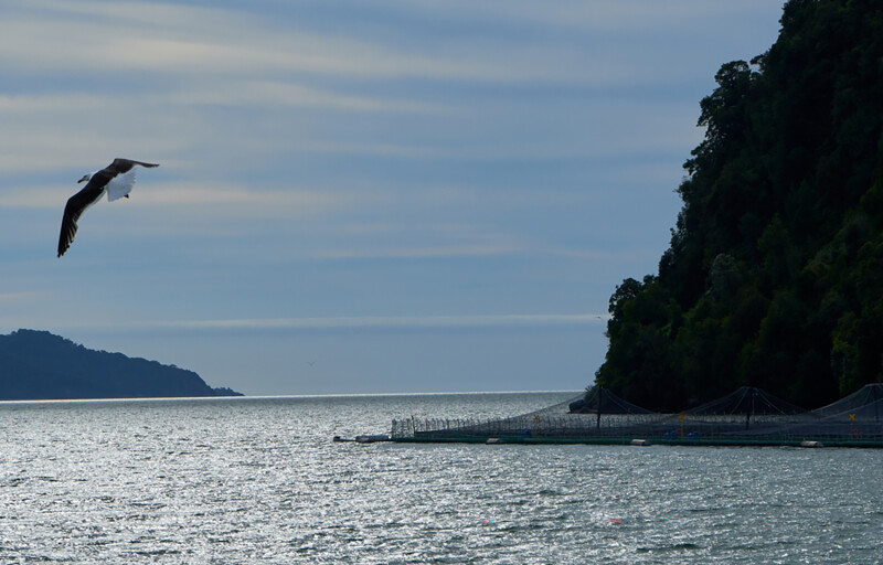 A Chilean salmon farm
