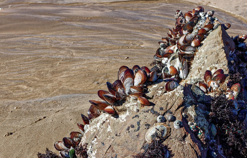 Wild South African mussels