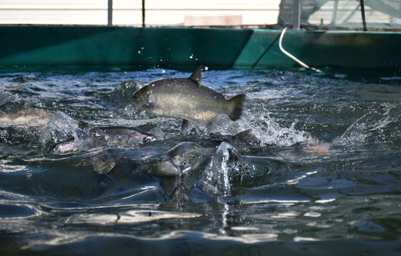 a salmon