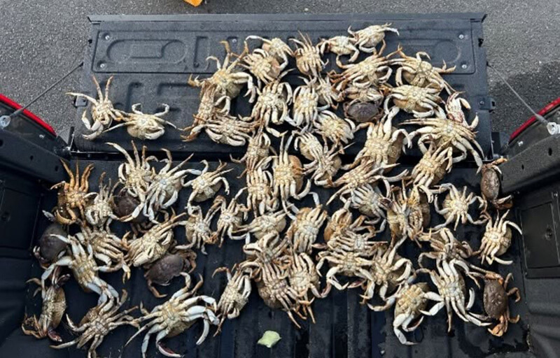 Oregon crab fisher busted for attempting to smuggle 65 Dungeness crabs
