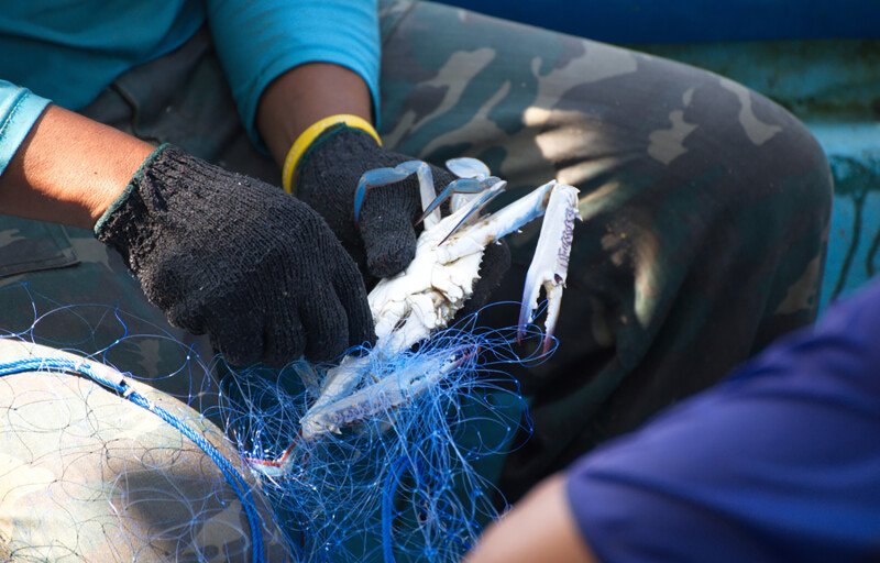 A man holding a blue swimming crab