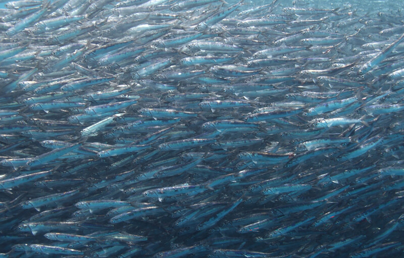 South African anchovies