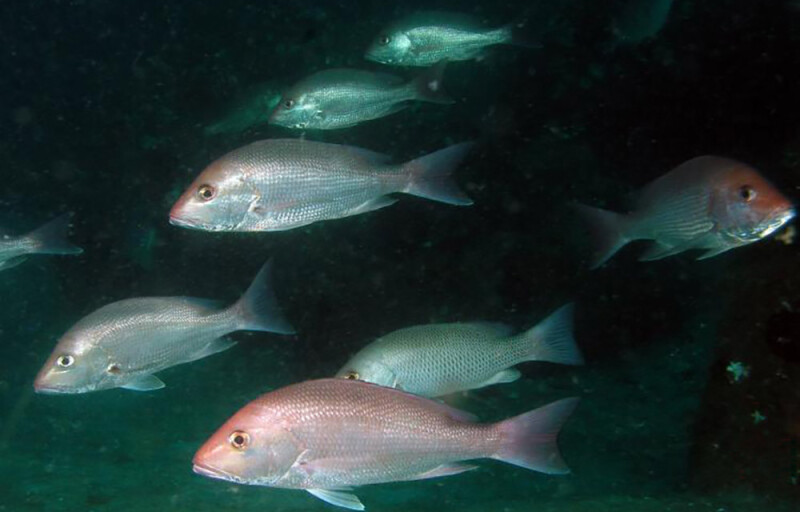 red snapper
