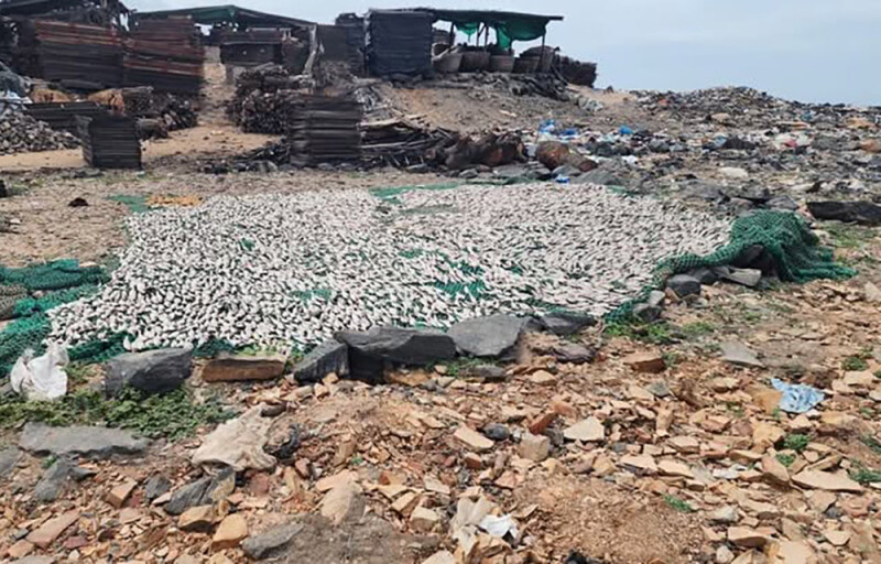 fish in Tema Newtown