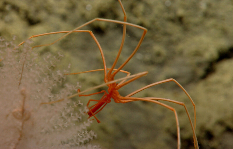 a sea spider