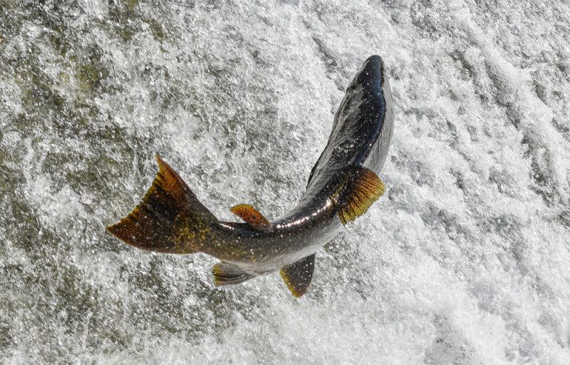 a salmon