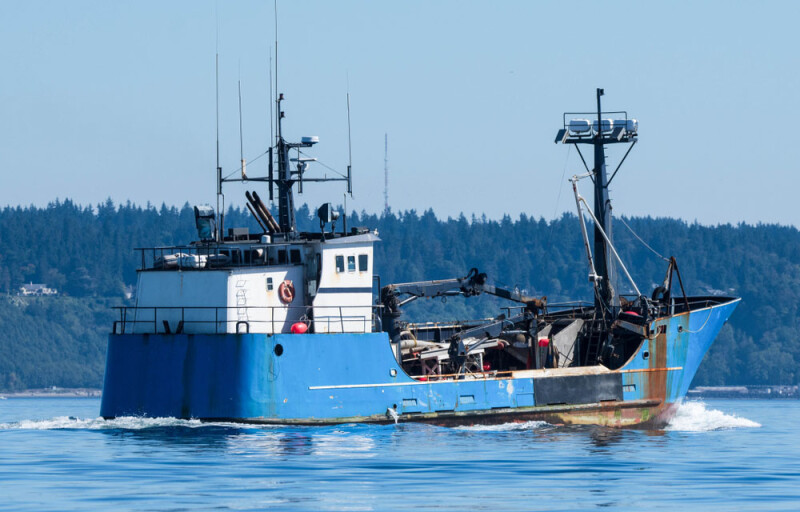 A salmon tender vessel