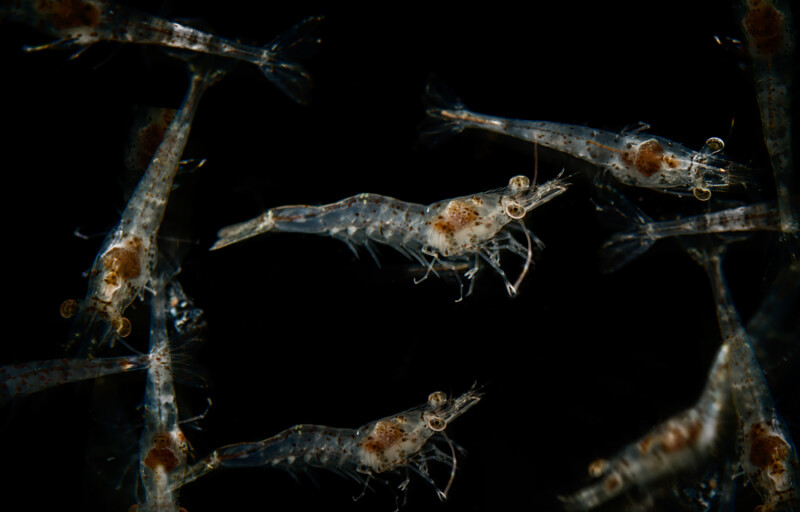 Vannamei post-larvae