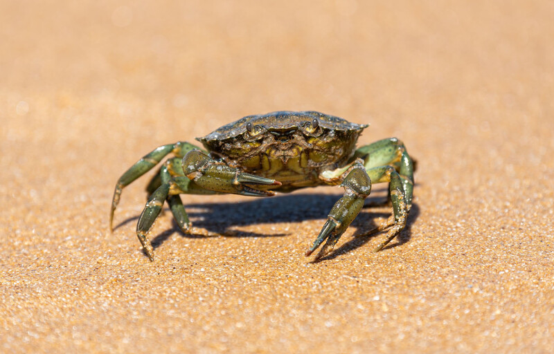 European green crab