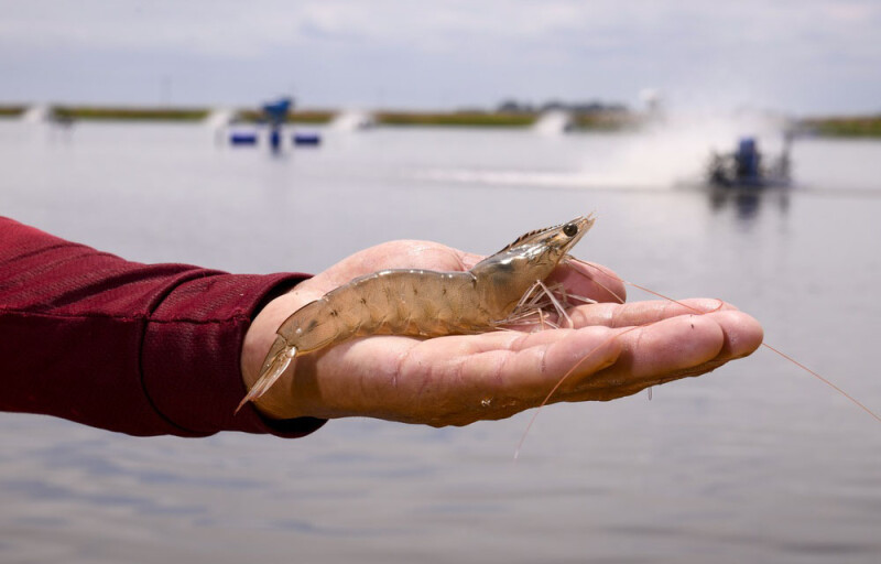 A person holding a shrimp in their hand with a shrimp pond in the background