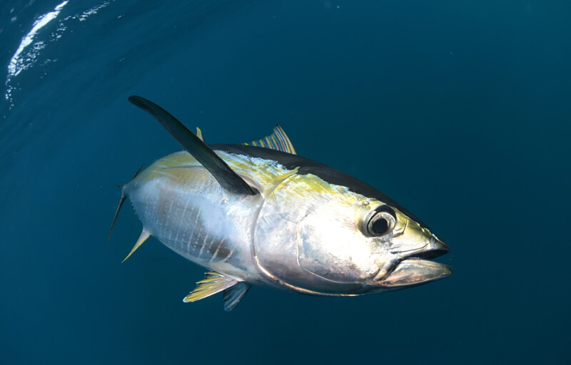 A yellowfin tuna