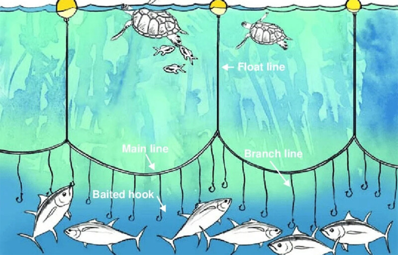 A diagram showing how longline fishing works